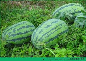 春天可以吃淡水瓜吗,春季淡水瓜果的挑选与食用指南