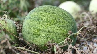 大冷天吃瓜,冬日暖阳下的清凉一“瓜”