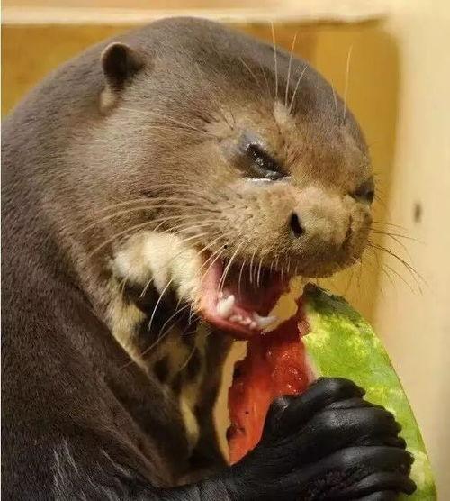 水獭吃瓜视频,萌态十足引网友爆笑