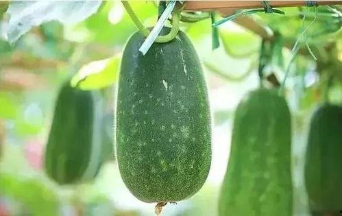 几年前吃瓜,那些年我们一起吃瓜的瞬间