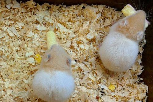 仓鼠吃茭瓜么,茭瓜，是美味还是禁忌？