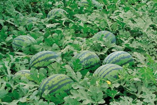 韩城吃瓜 图片欣赏,一场视觉与味蕾的盛宴