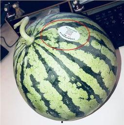 德阳网红吃瓜,揭秘网络红人的幕后故事