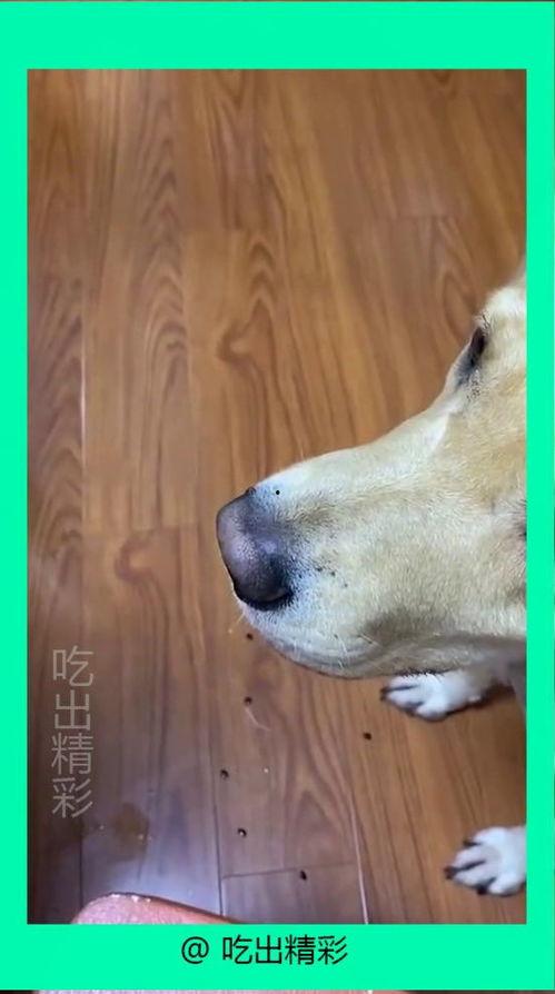 西瓜视频狗子吃瓜,狗子吃瓜的欢乐瞬间