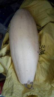 吃白瓜嘴巴流血,吃瓜嘴流血的惊悚揭秘