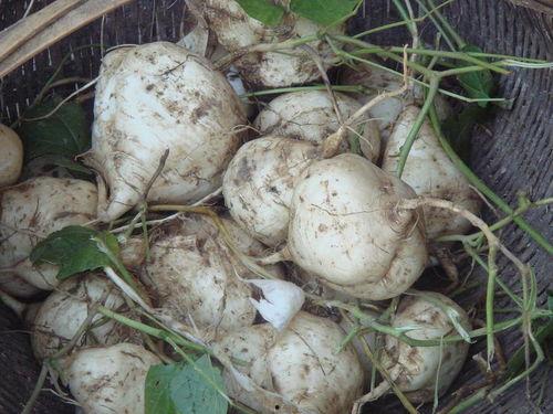 吃瓜达人11,瓜界风云人物深度解析