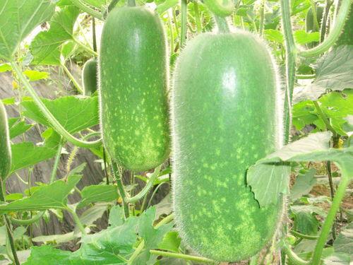 韩城吃瓜事件详情图,一场引发热议的网络风波揭秘