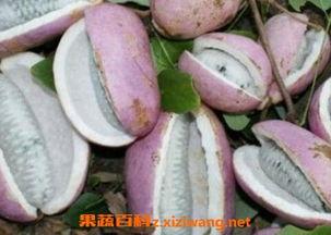 八月瓜粒晒干后怎么吃