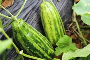 吃瓜的真实含义,网络热词背后的真实含义