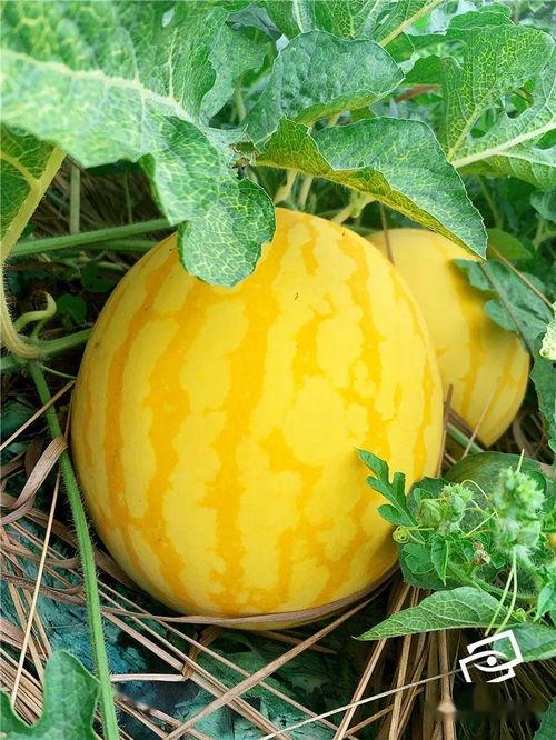 海职吃瓜,揭秘校园吃瓜背后的故事