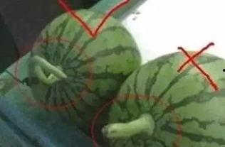 死瓜吃,探寻“死瓜吃”背后的美食奥秘