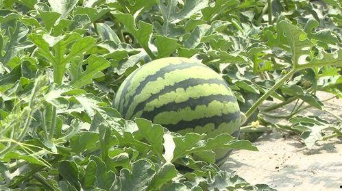 颍上县吃瓜,探寻当地特色美食之旅