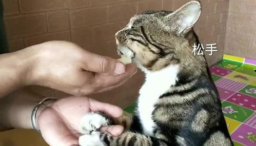 猫可以吃蜜瓜哦