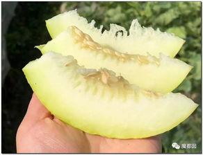 颠婆吃瓜,揭秘娱乐圈背后的秘密与八卦