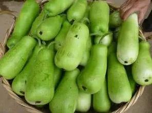 葫芦瓜可吃吗,美味可口的健康食材探索