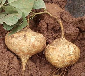 土瓜怀孕可以吃吗,孕期安全食用解析