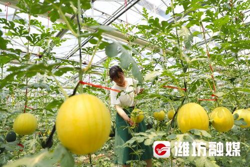 恒信潍坊吃瓜,揭秘吃瓜群众的狂欢盛宴