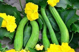 离瓜怎么吃,解锁夏日清新美味