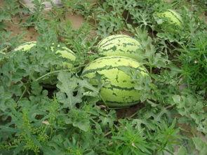 小欣大王吃瓜,揭秘娱乐圈幕后故事