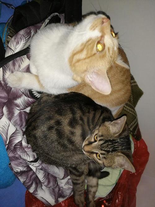 搞笑吃瓜猫,揭秘娱乐圈那些事儿