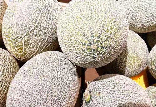 咳嗽可以吃西州蜜瓜吗,甜蜜的缓解良方？