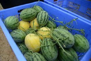 暗分享吃瓜群,网络社交的暗流涌动