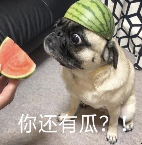 狗吃瓜的表情包